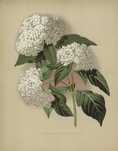 Bouvardia Alfred Neuner - English School